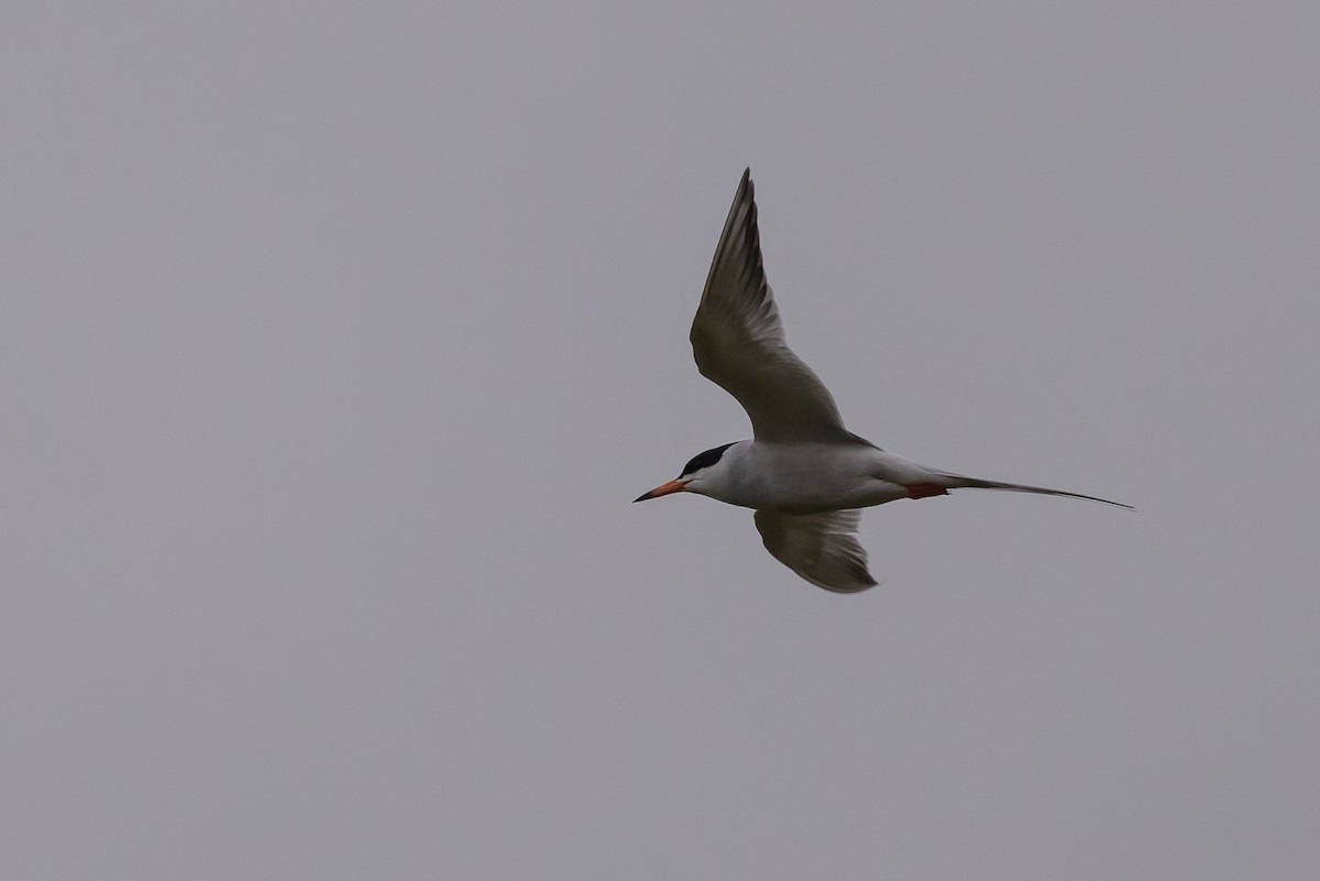 Forster's Tern - ML619048848