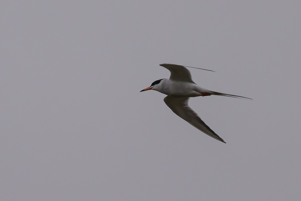 Forster's Tern - ML619048849