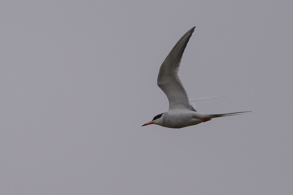 Forster's Tern - ML619048850