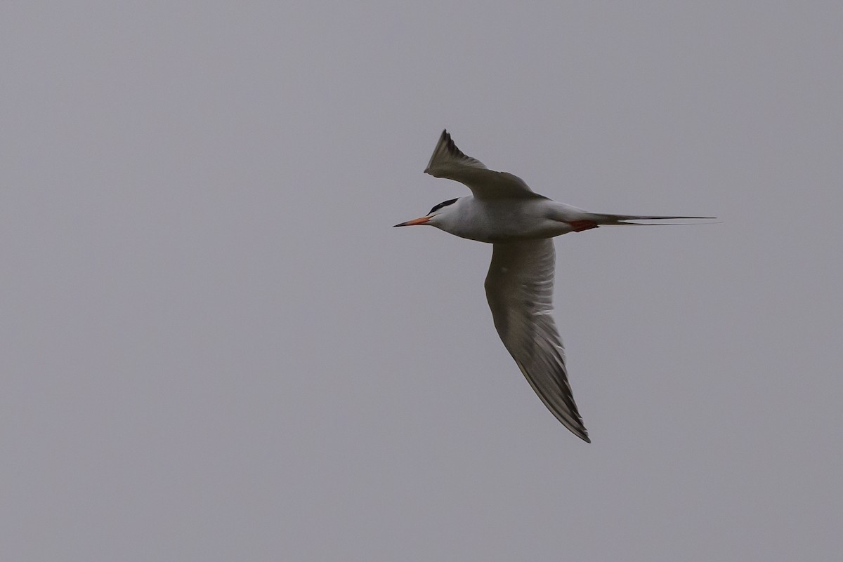 Forster's Tern - ML619048851