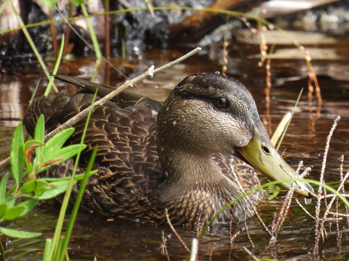 American Black Duck - ML619048862