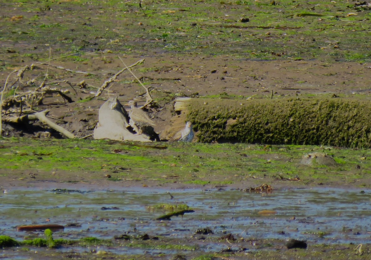 Spotted Sandpiper - Teresa Weismiller