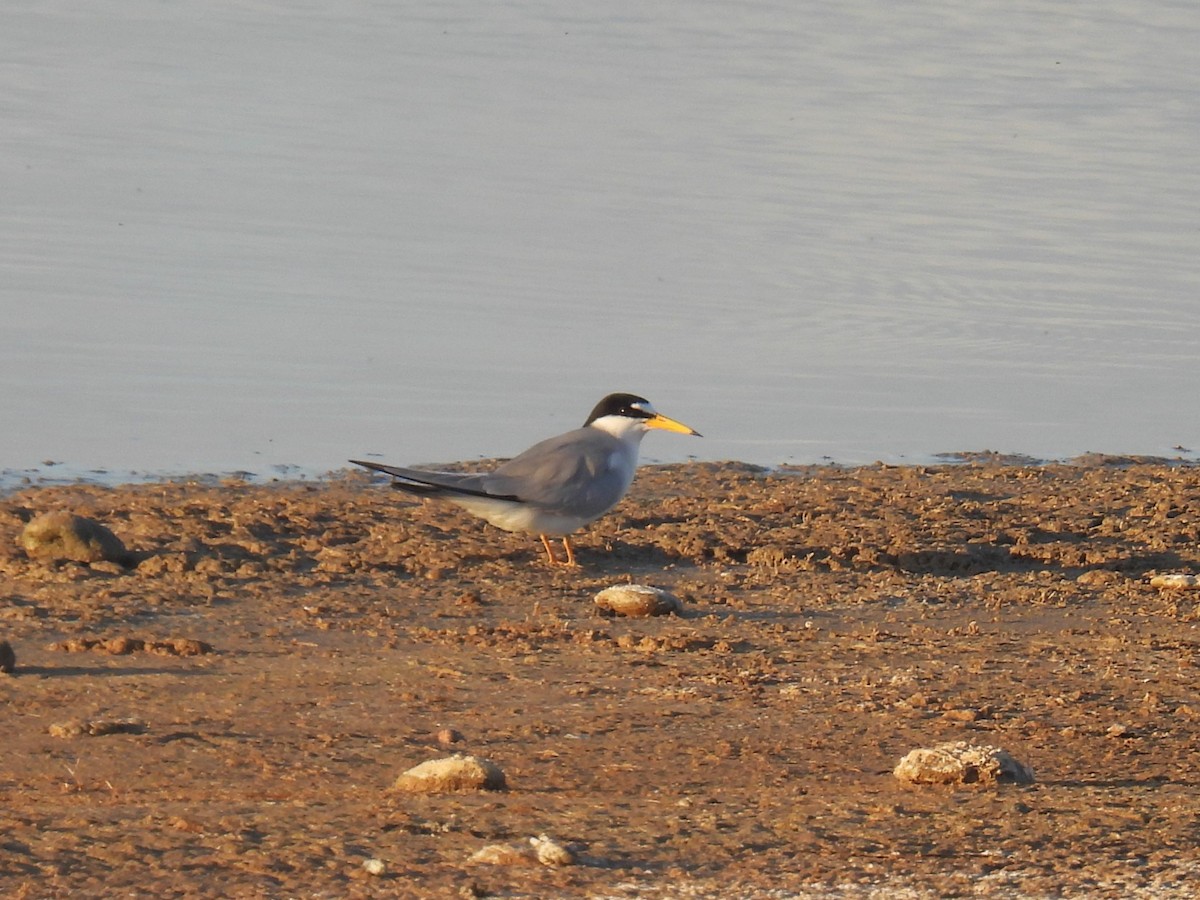 Least Tern - Chris Chappell