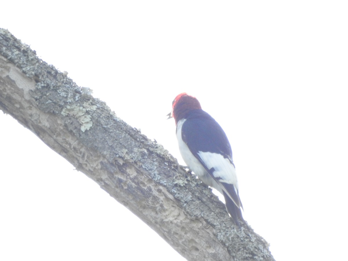 Red-headed Woodpecker - ML619048888