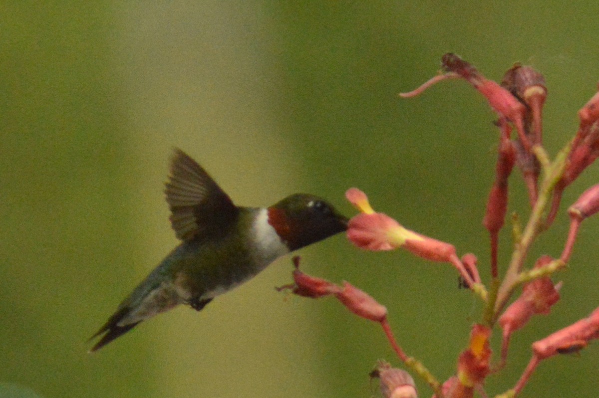 Ruby-throated Hummingbird - Ryan Pudwell