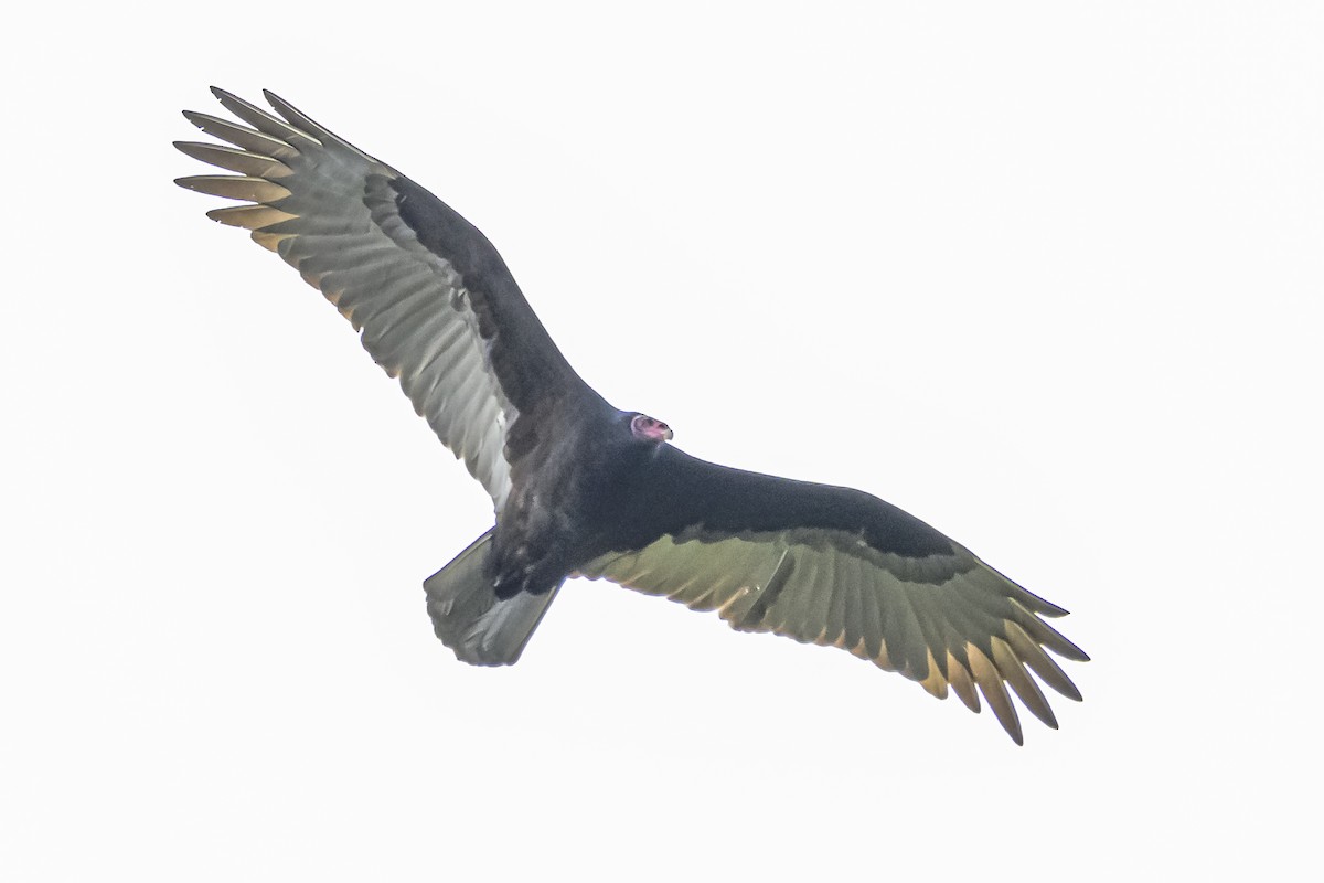 Turkey Vulture - Amed Hernández