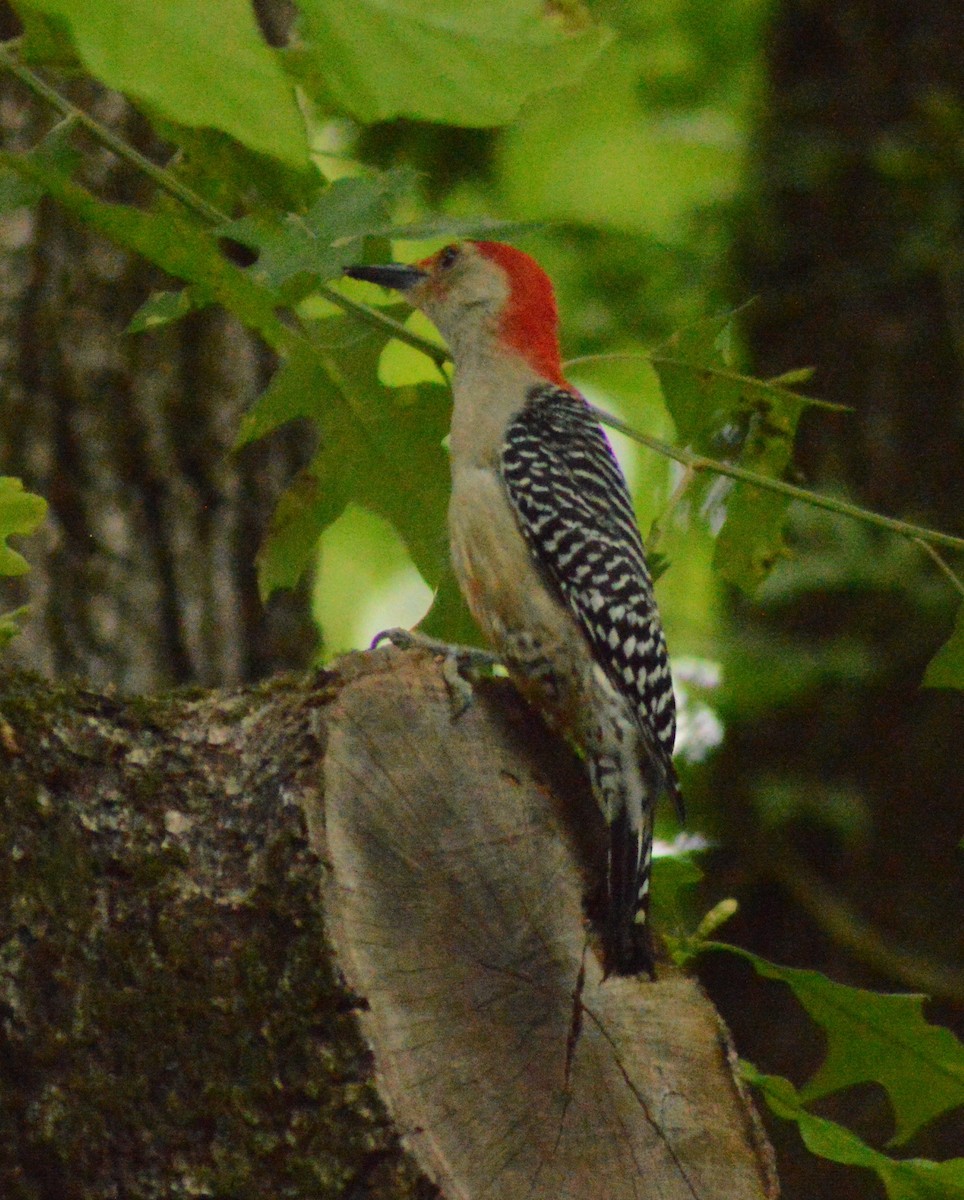 Red-bellied Woodpecker - Ryan Pudwell