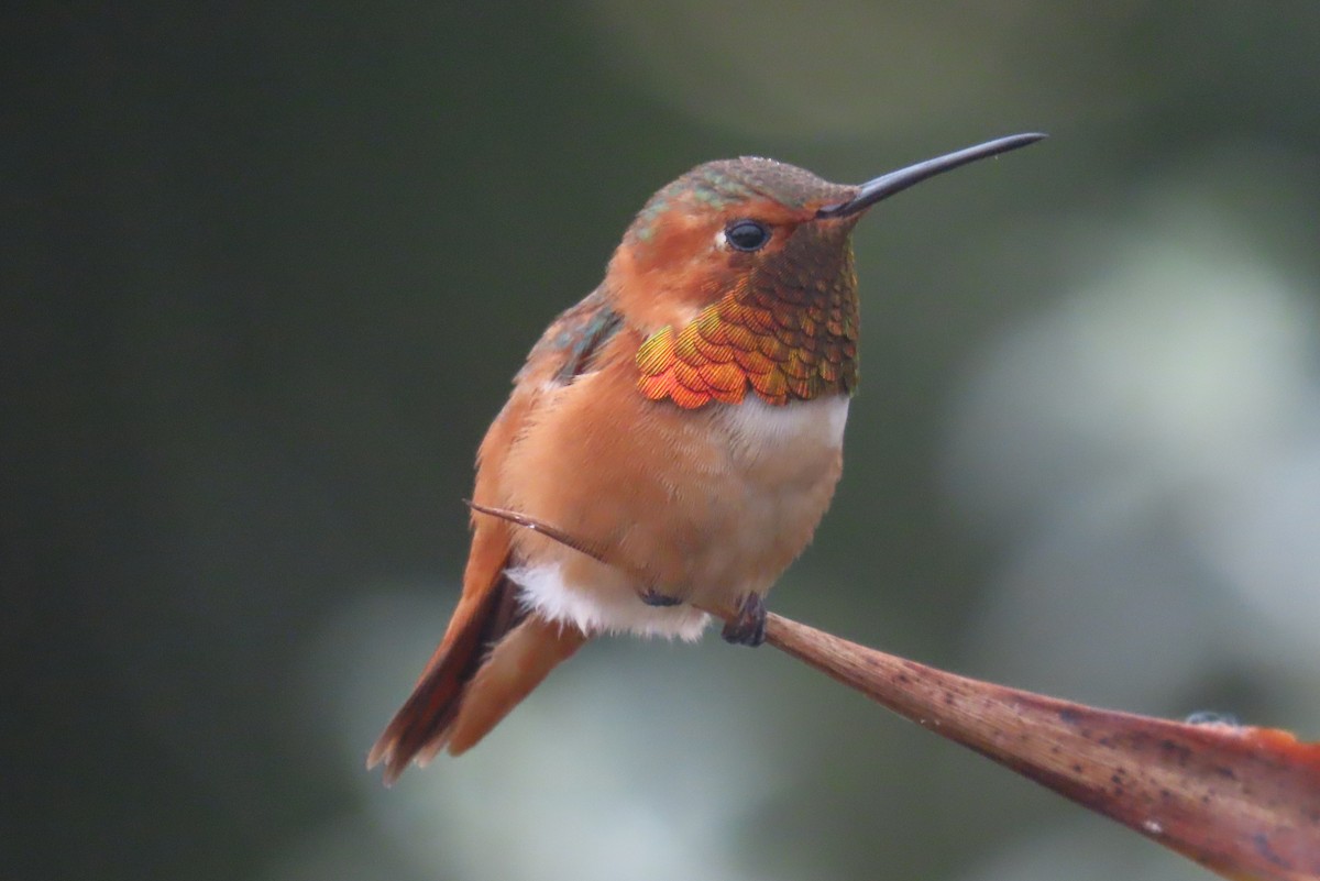 Allen's Hummingbird - Kevin Burns