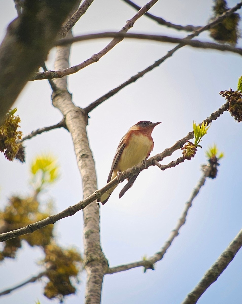 Bay-breasted Warbler - Annette  Kalinoski