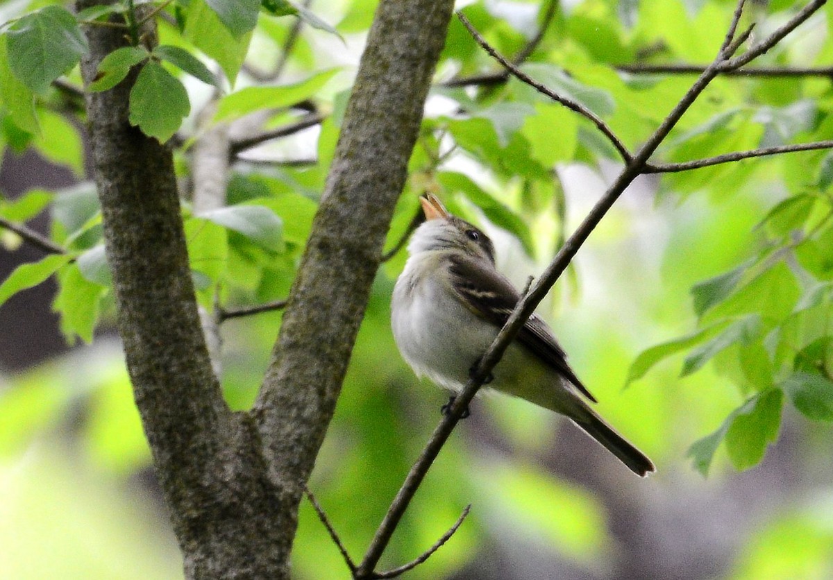 Acadian Flycatcher - Denis Quinn