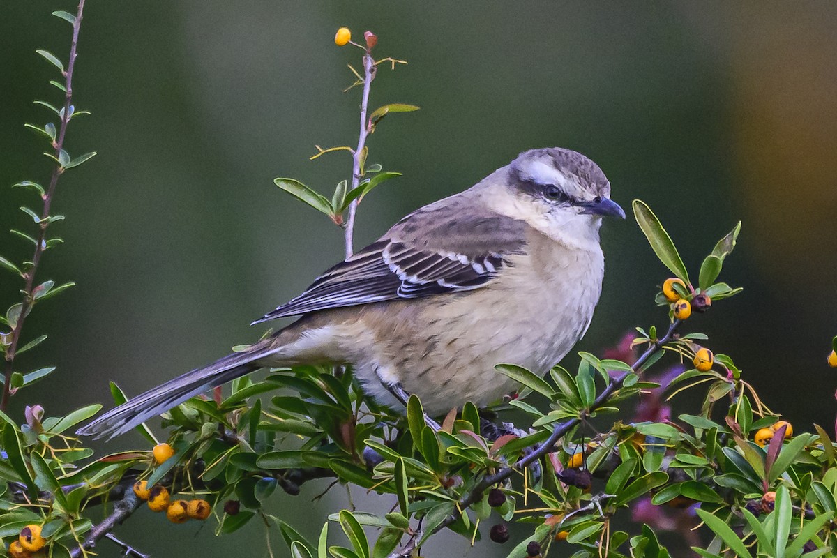 Chalk-browed Mockingbird - Amed Hernández