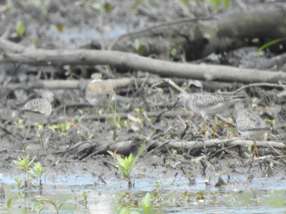 Least Sandpiper - Bruce Francois