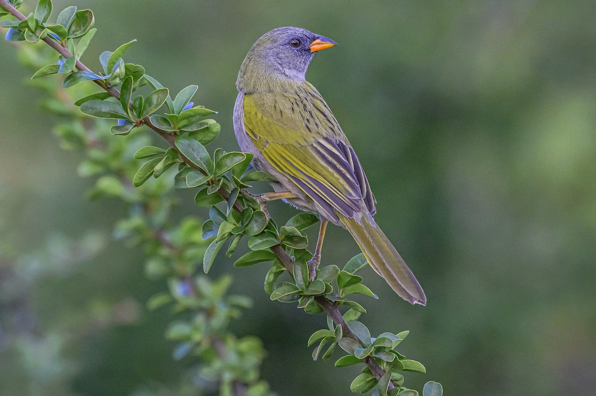 Great Pampa-Finch - Amed Hernández