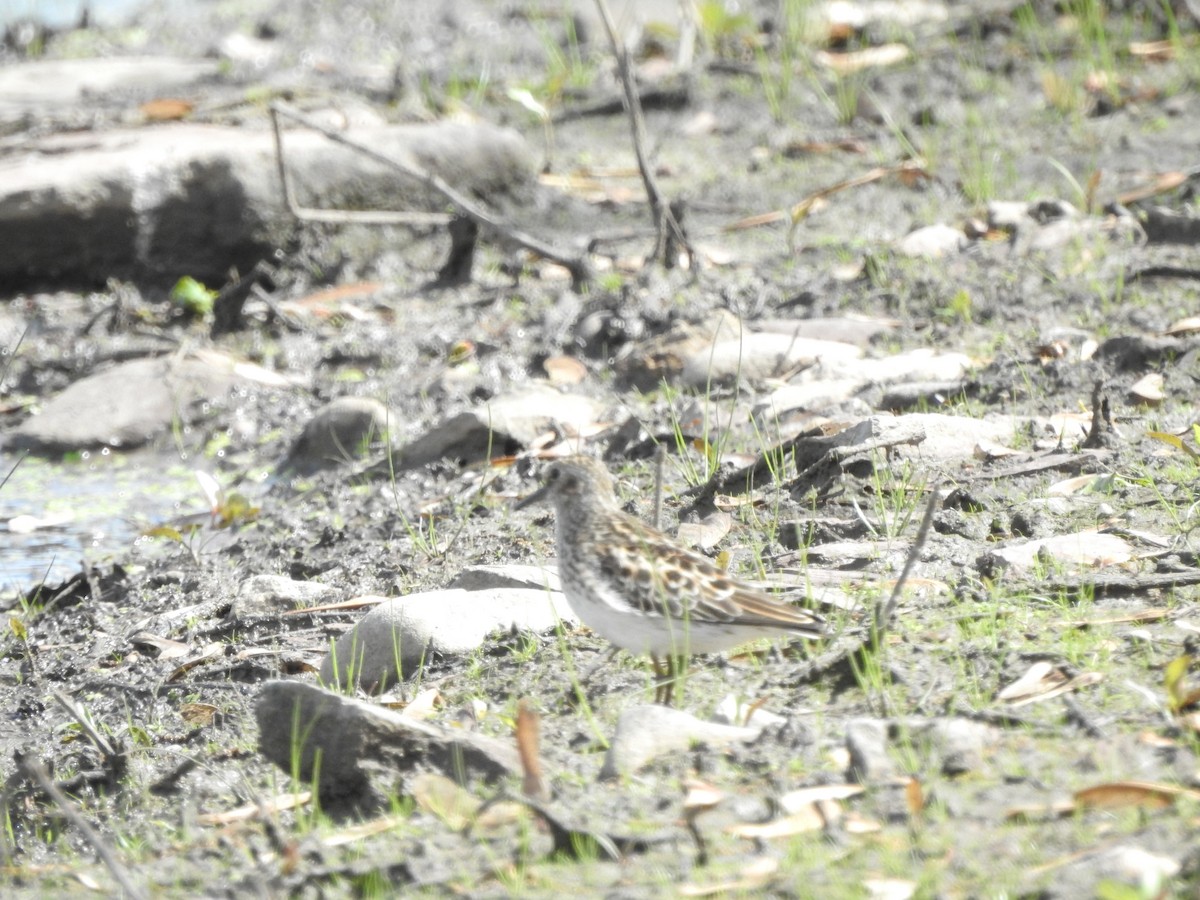 Least Sandpiper - Bruce Francois