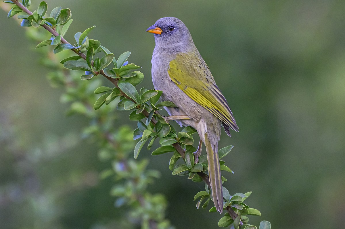 Great Pampa-Finch - Amed Hernández