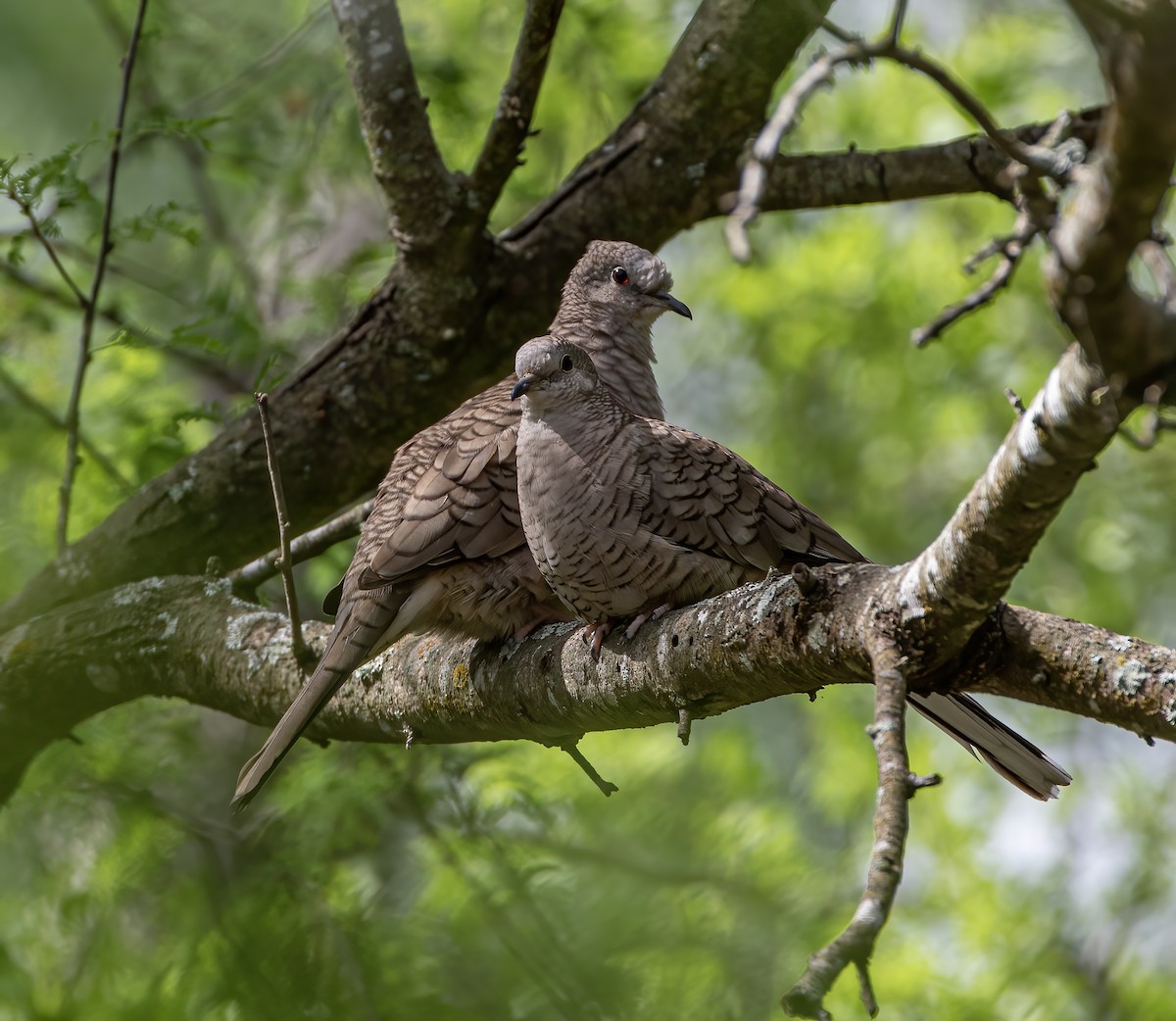 Inca Dove - ML619048972