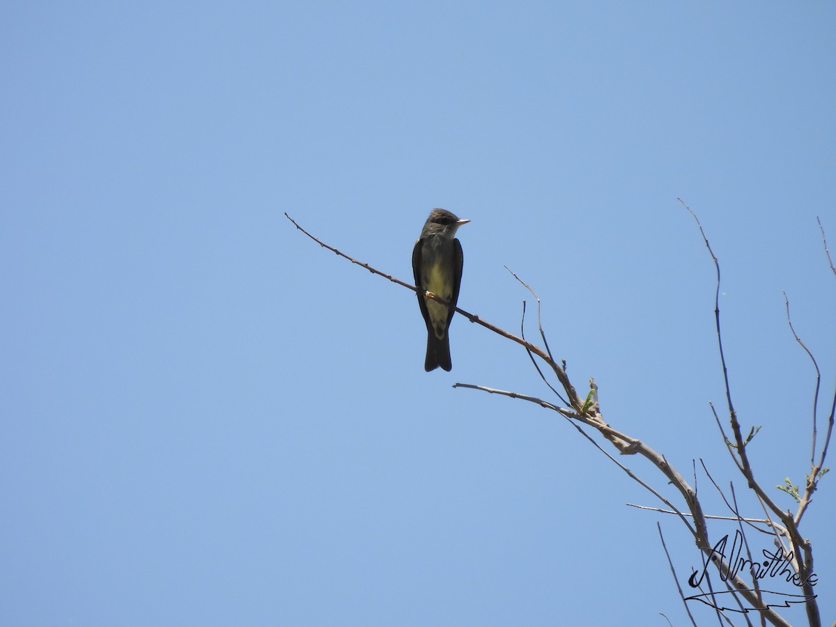 Olive-sided Flycatcher - Alexis Fernando Salazar García