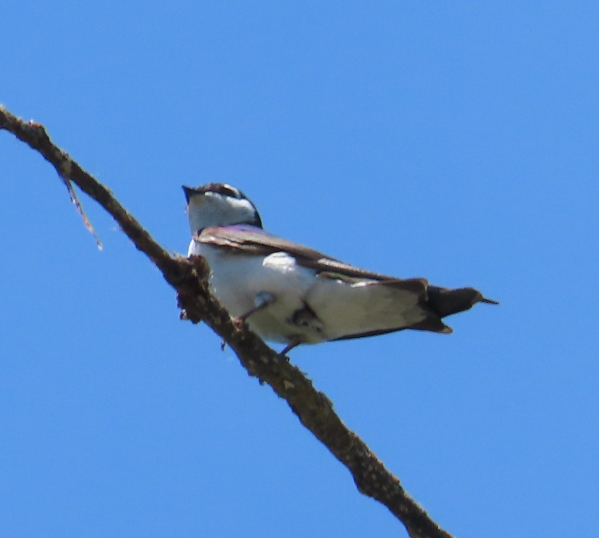 Violet-green Swallow - The Spotting Twohees