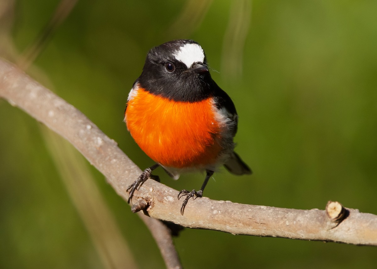 Scarlet Robin - Rachel Lawrence