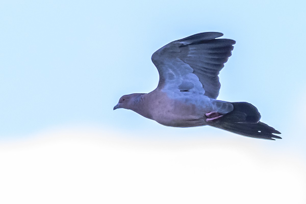 Pigeon picazuro - ML619049020