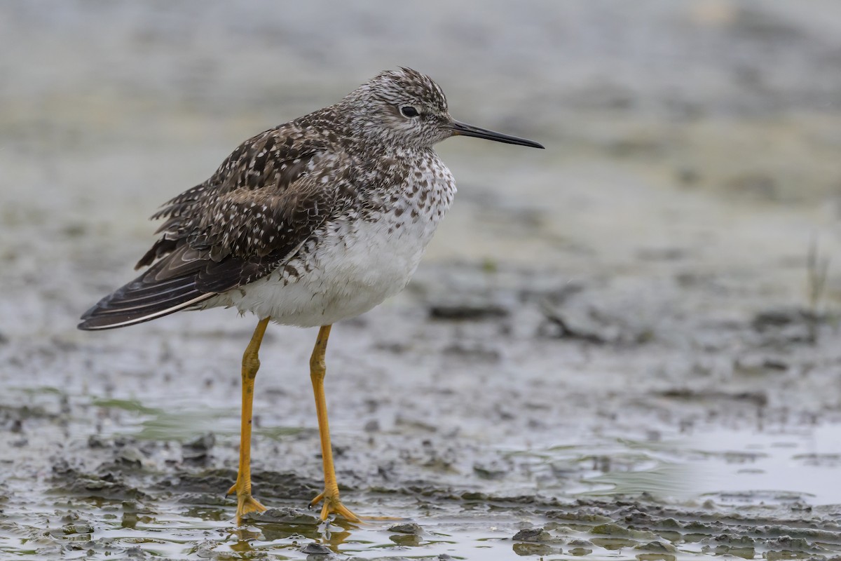 gulbeinsnipe - ML619049048