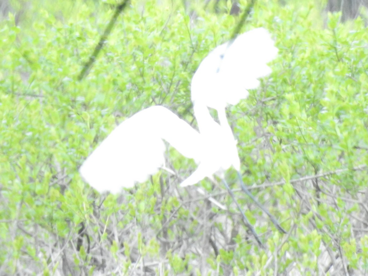 Great Egret - ML619049054