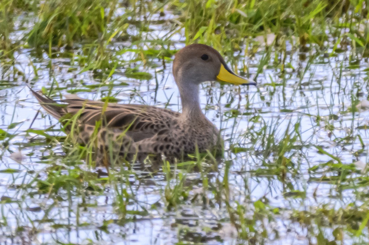 Yellow-billed Pintail - Amed Hernández
