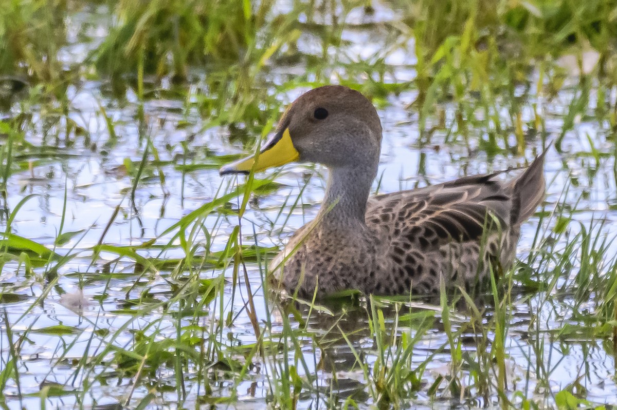 Yellow-billed Pintail - Amed Hernández