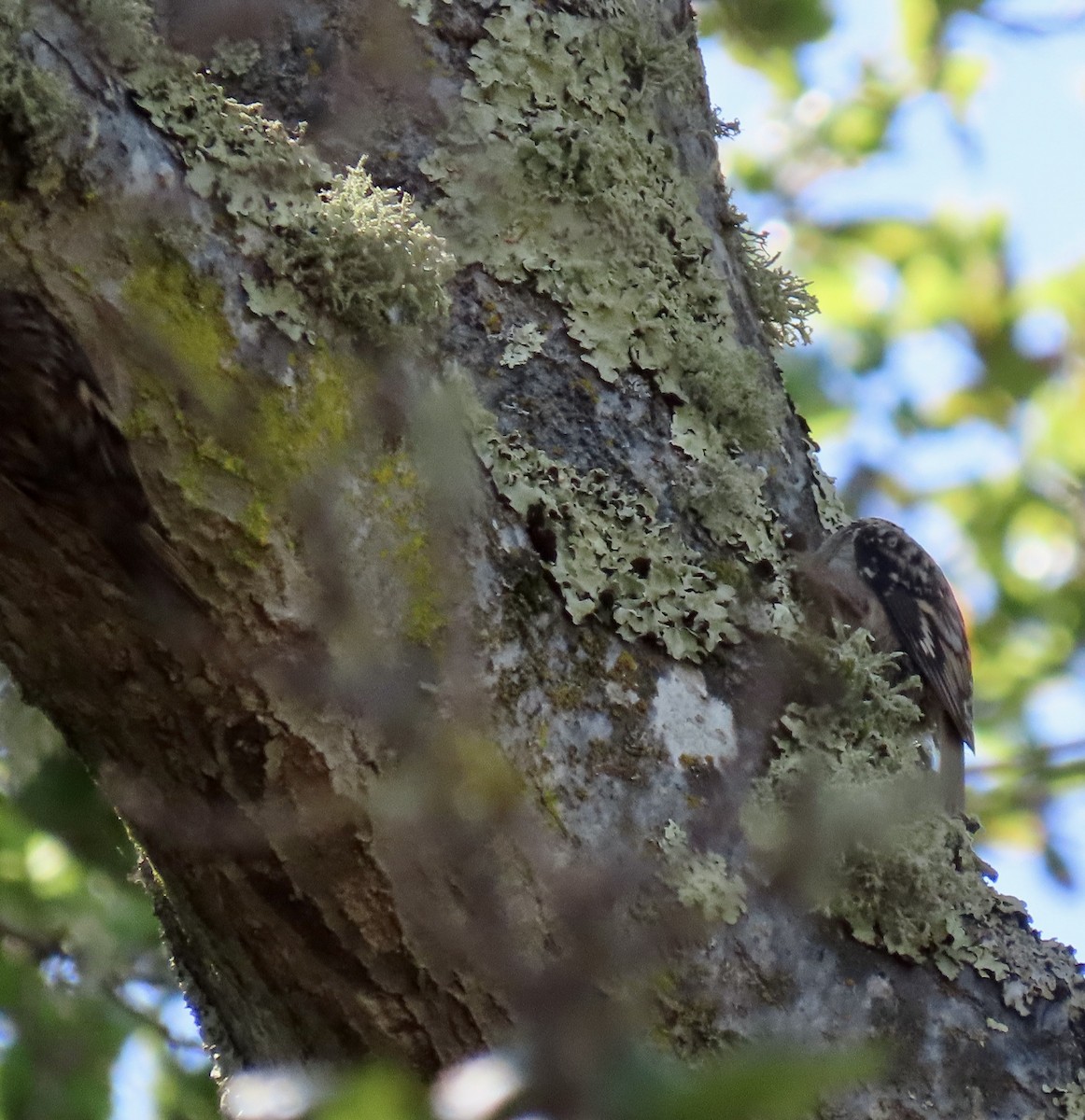 Brown Creeper - George Chrisman