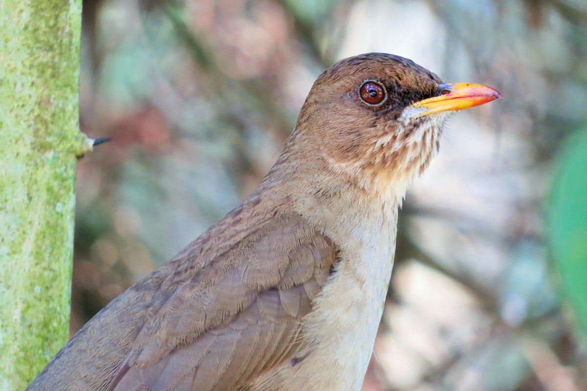 Creamy-bellied Thrush - ML619049071