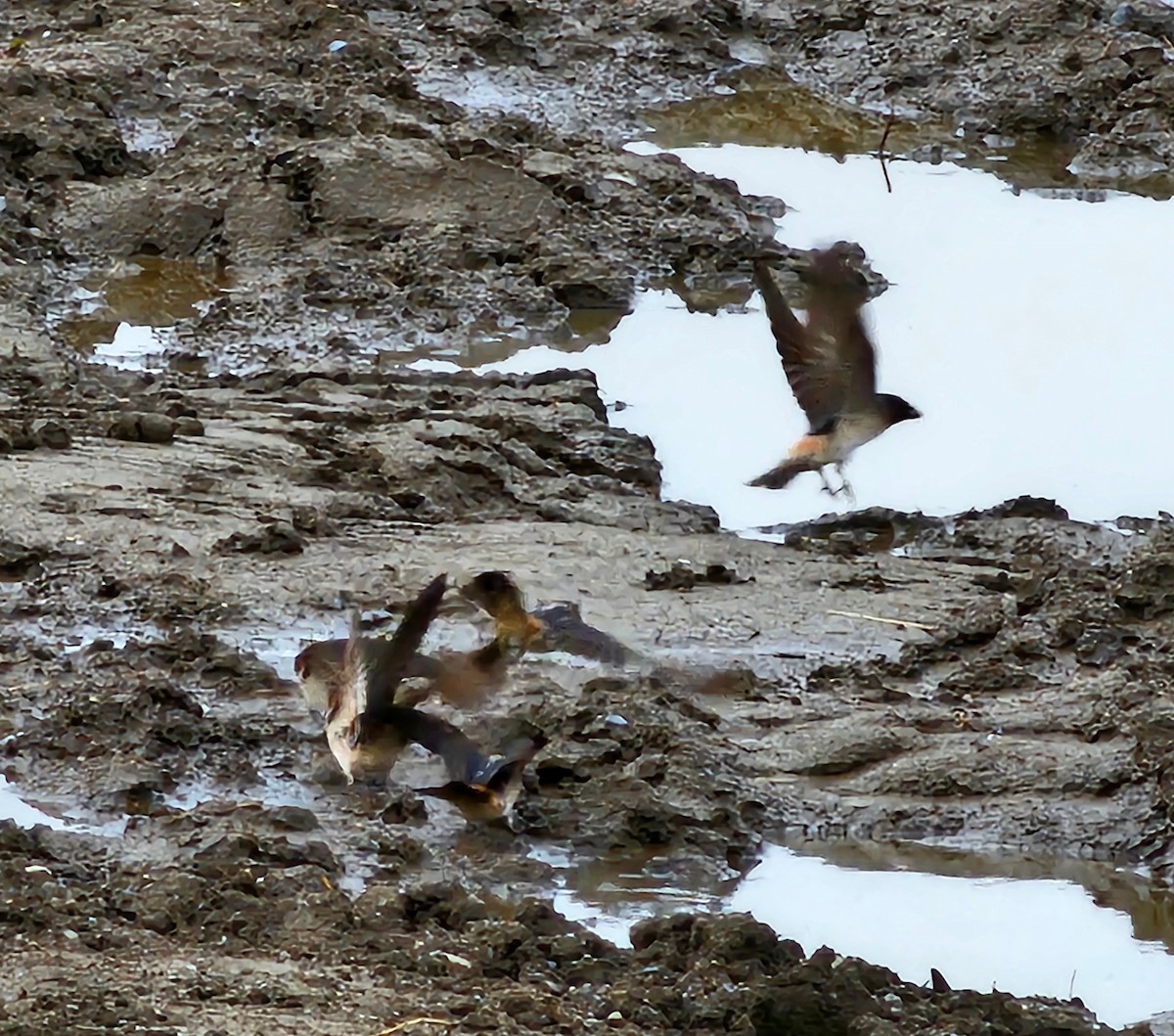 Cliff Swallow - ML619049073