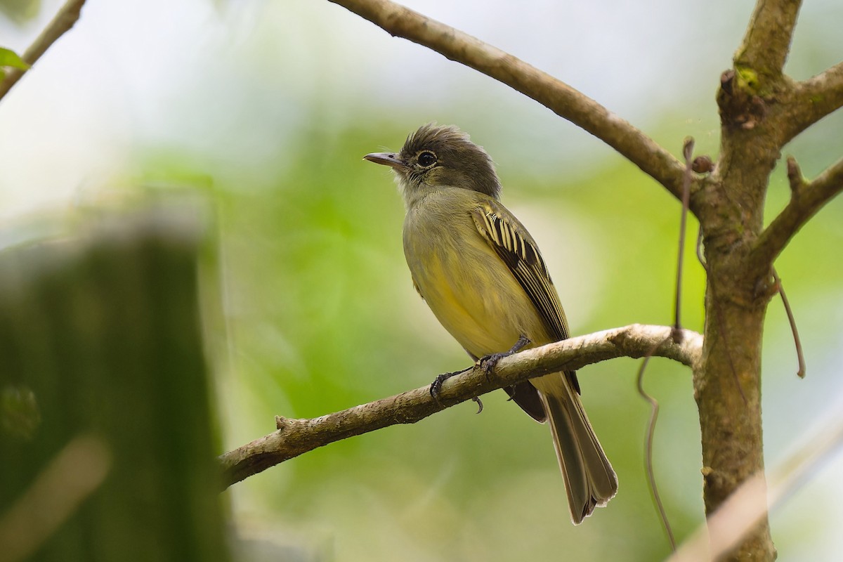 Yellow-winged Flatbill - ML619049077