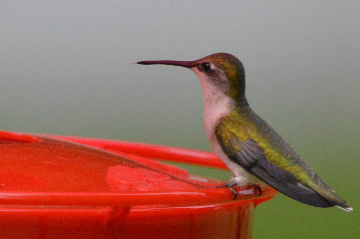 Ruby-throated Hummingbird - Ernest Goetsch