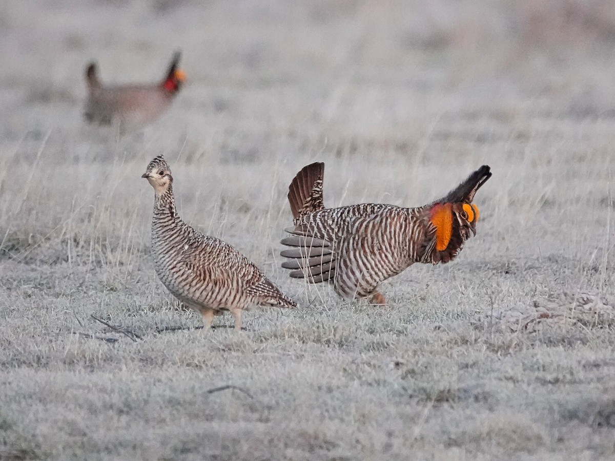 Lesser Prairie-Chicken - ML619049089