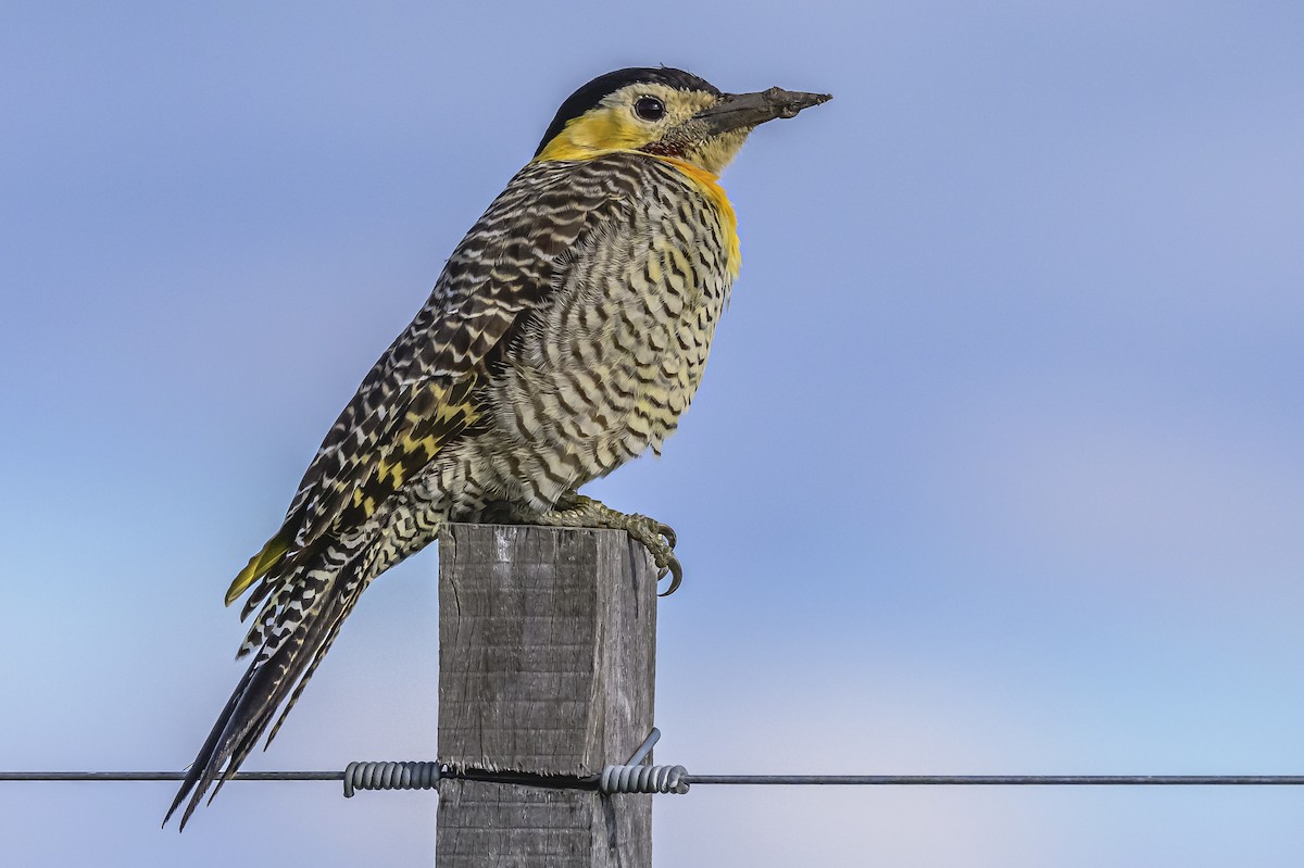 Campo Flicker - Amed Hernández