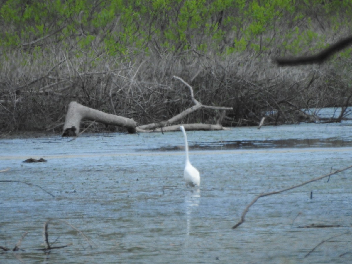 Great Egret - ML619049101