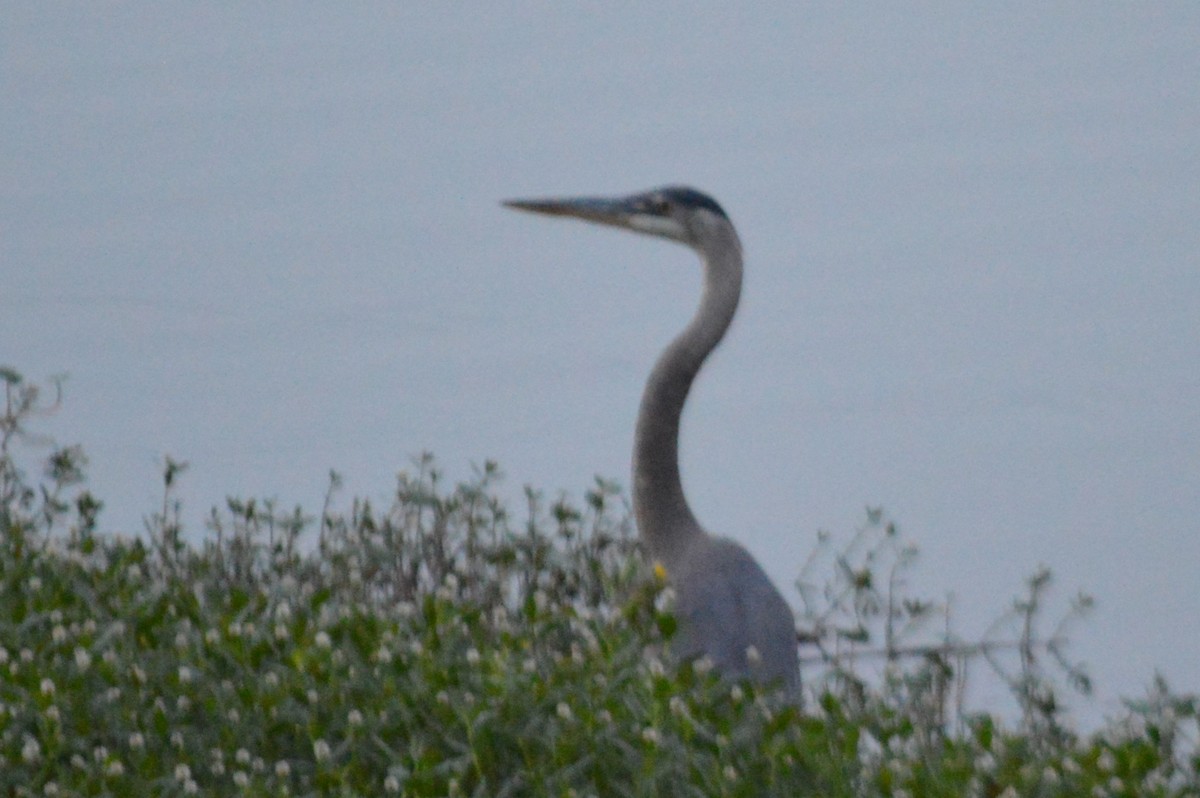 Great Blue Heron - ML619049109