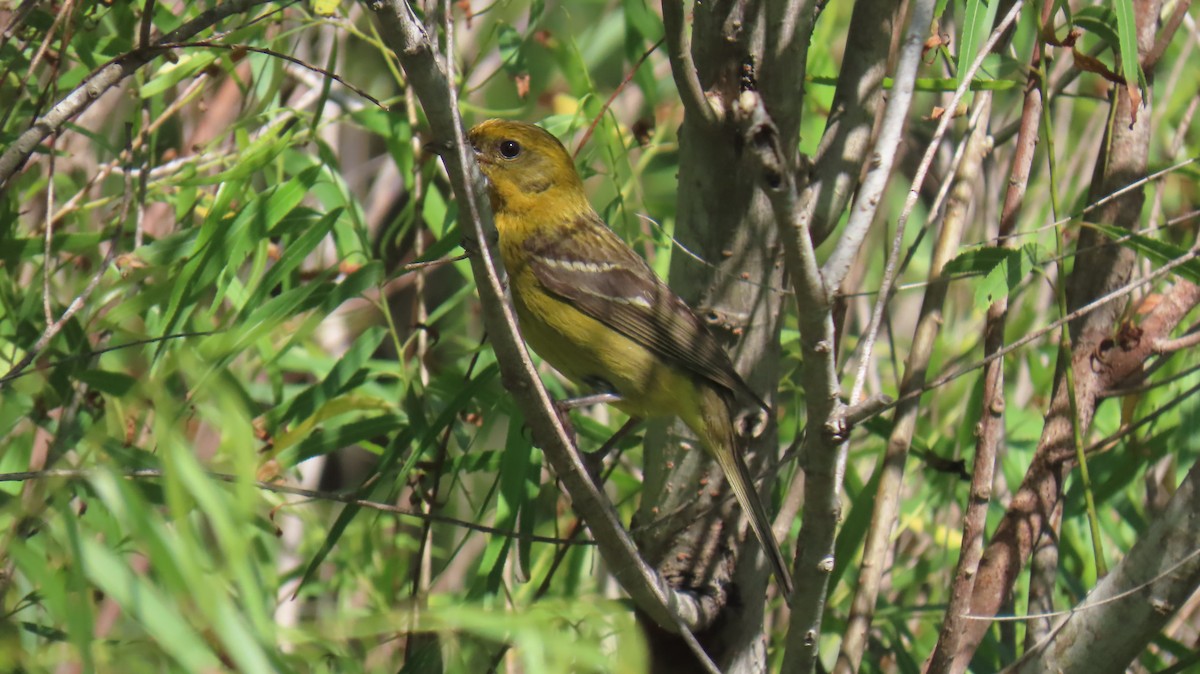 Flame-colored Tanager - Ann Kovich