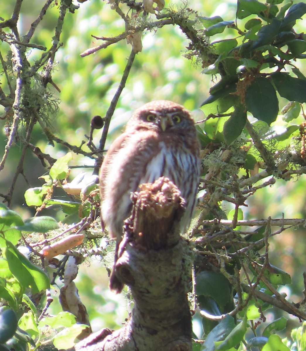 Northern Pygmy-Owl - The Spotting Twohees