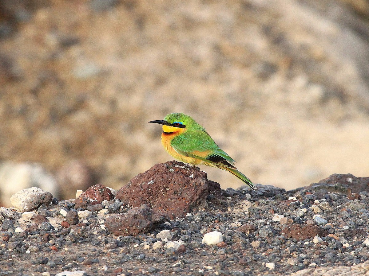 Little Bee-eater - Geoff Butcher