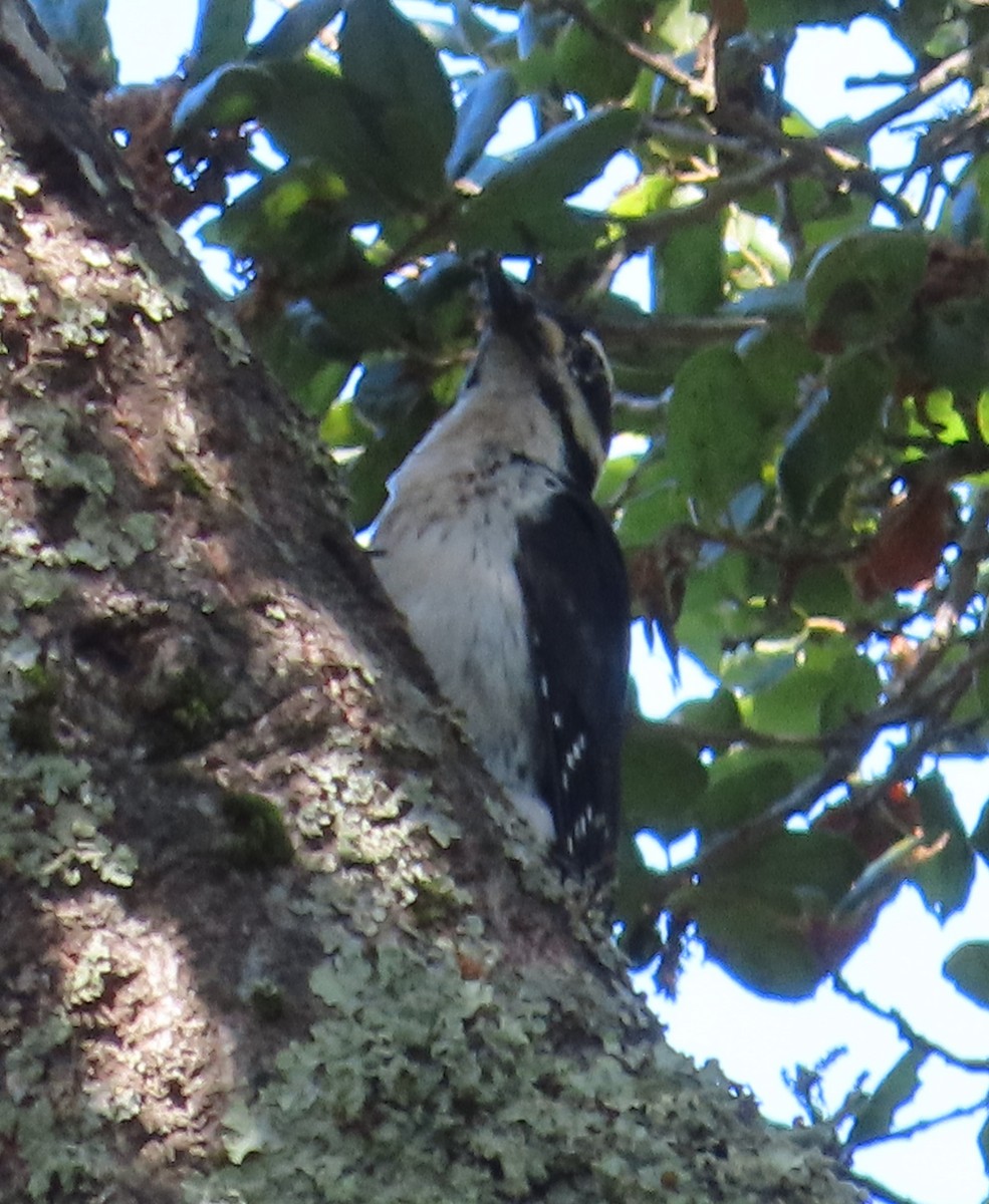 Hairy Woodpecker - The Spotting Twohees