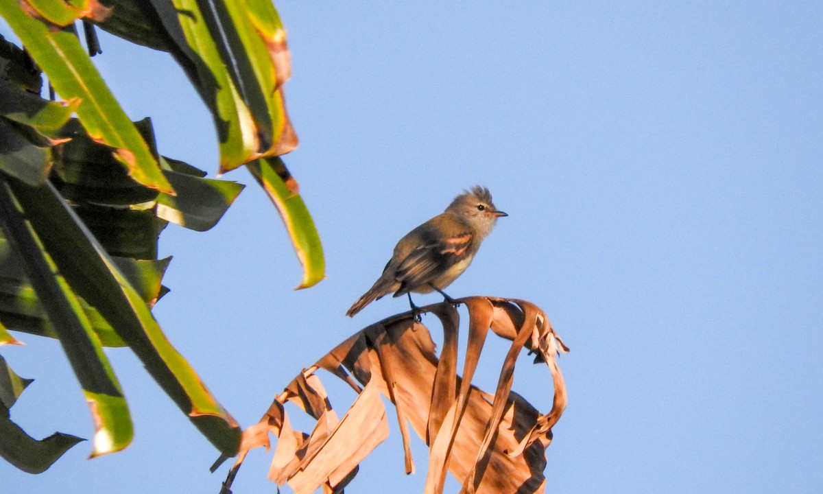 Southern Beardless-Tyrannulet - ML619049137