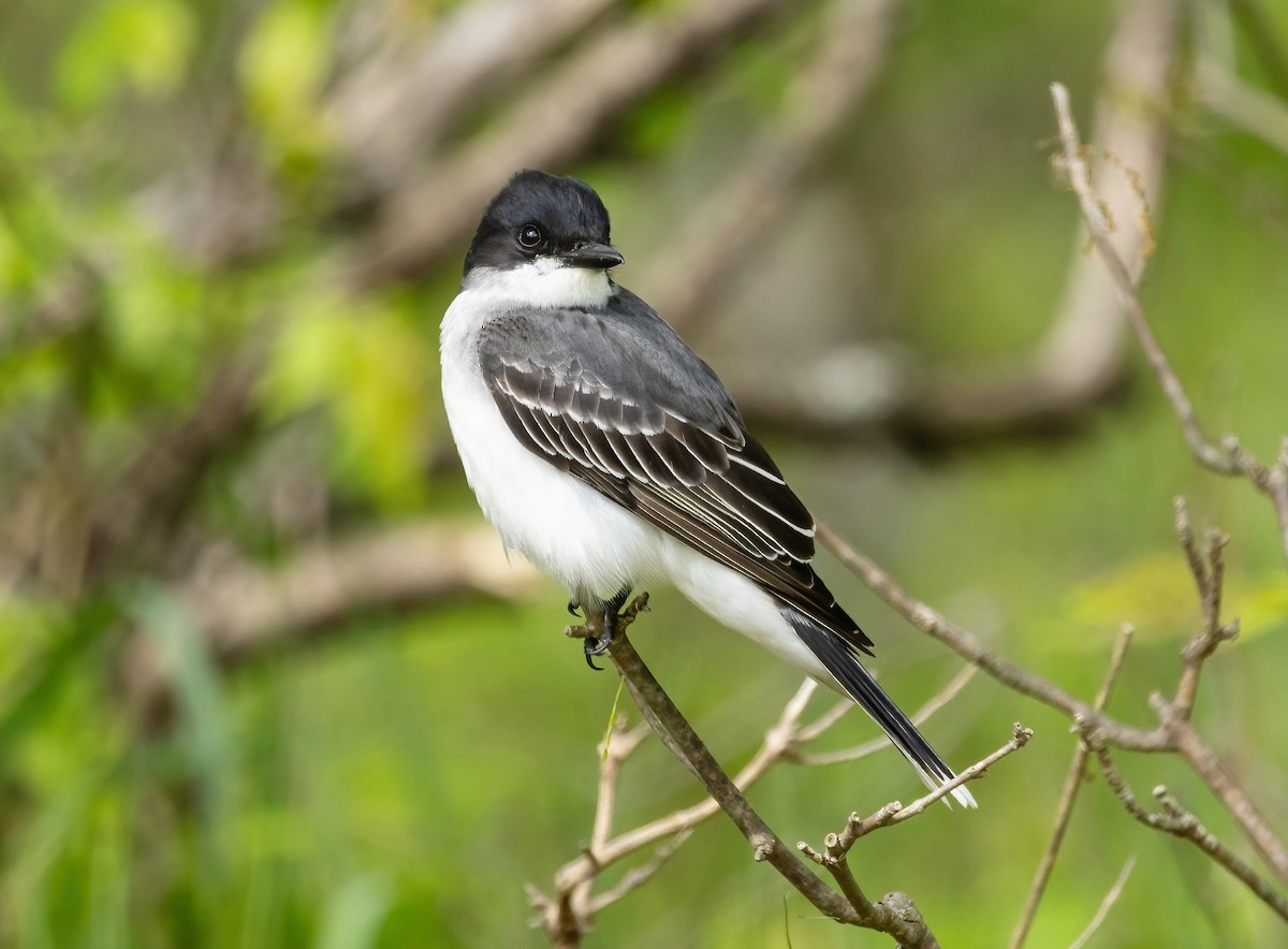 Eastern Kingbird - Robert Bochenek