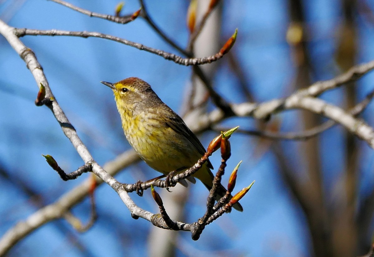 Palm Warbler - Michael Leahy