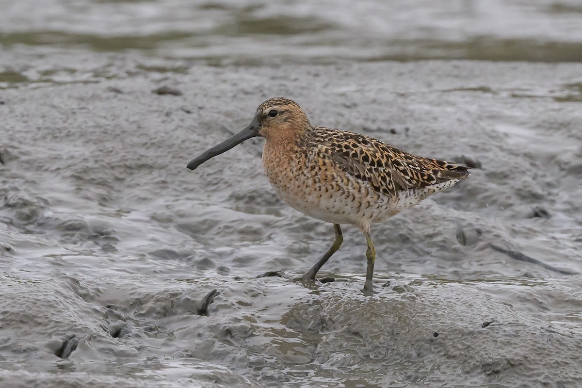 Short-billed Dowitcher - ML619049173