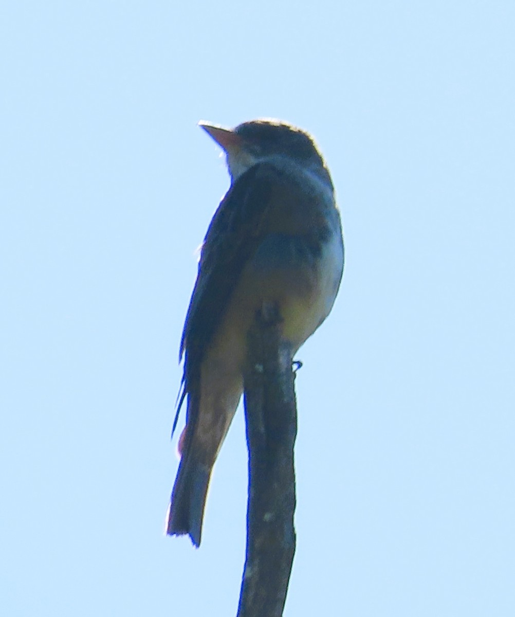 Olive-sided Flycatcher - The Spotting Twohees