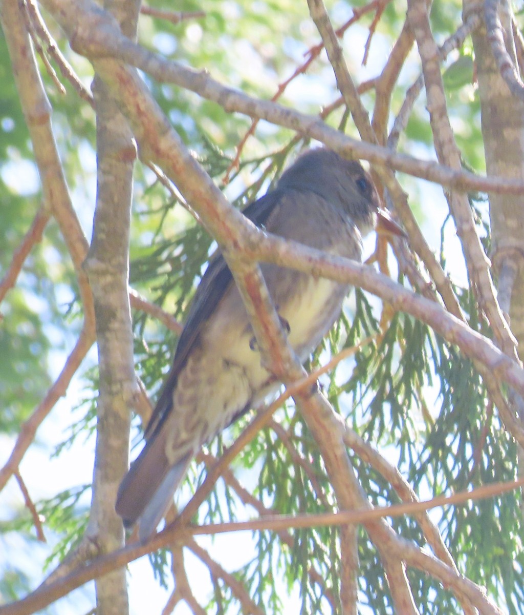 Olive-sided Flycatcher - The Spotting Twohees