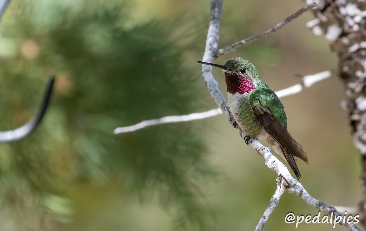 Broad-tailed Hummingbird - Vernie Aikins