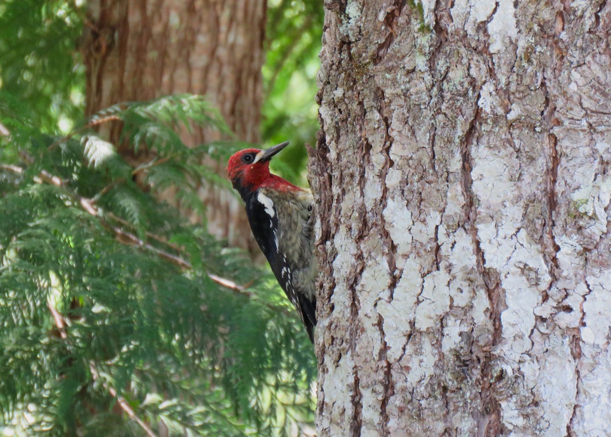 Red-breasted Sapsucker - Teresa Weismiller