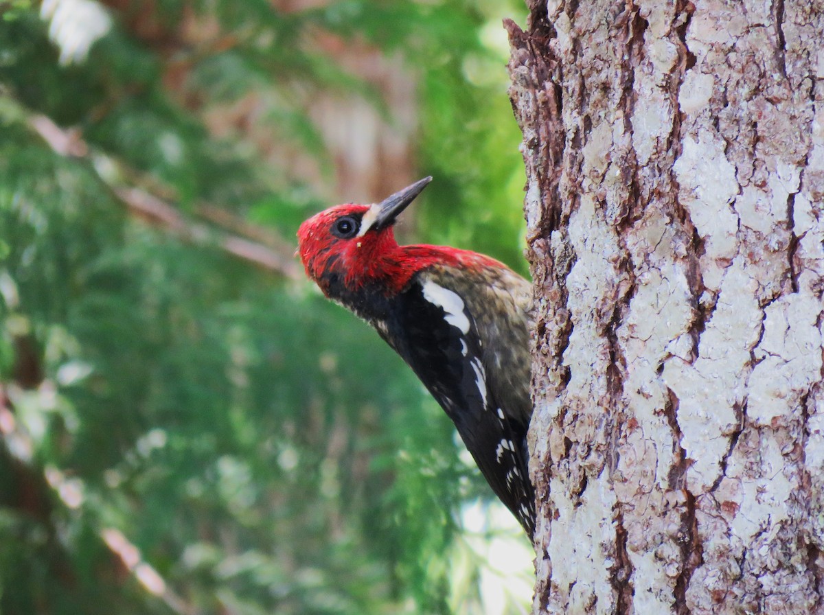 Red-breasted Sapsucker - Teresa Weismiller